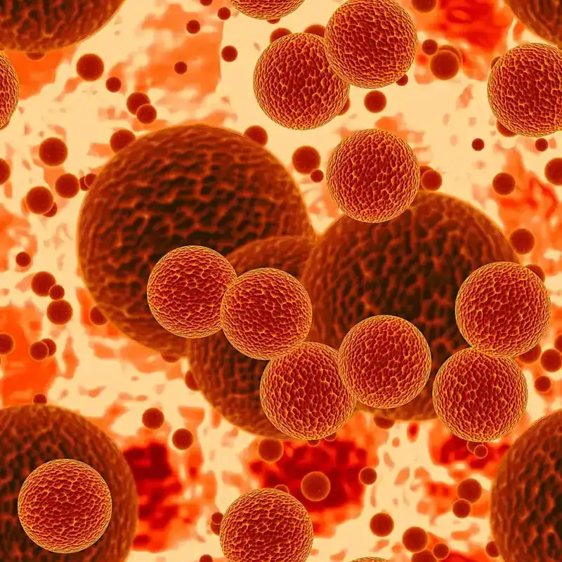 Close-up of spherical cells in a biological setting, highlighting cellular details.